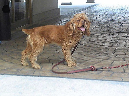 犬種何?!