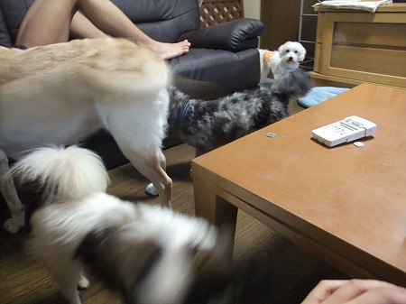 コバンザメが一杯・・・