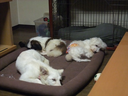 保護犬チビトリオ