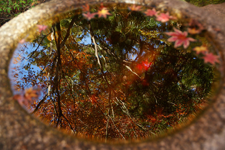 天水鉢の中の紅葉!(111210)