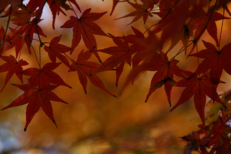 晩秋の紅葉染まる!(111210)