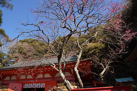 荏柄天神社の紅梅咲く!(120218)