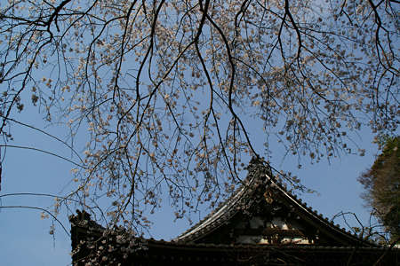 しだれ桜とお寺!(110402)