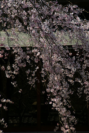 しだれ桜、東慶寺!(110406)