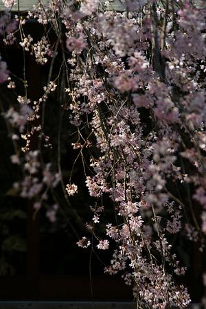 しだれ桜、東慶寺2!(110406)