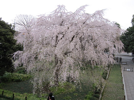 枝垂桜 (2)