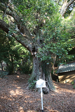 山中城・駒形諏訪神社の大カシ - 043