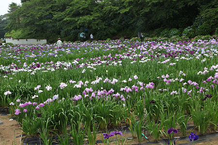 北潟湖畔花菖蒲園 - 01
