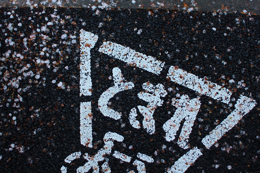 桜おわり