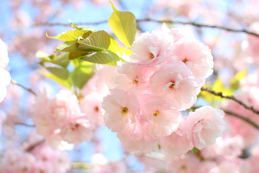 八重桜