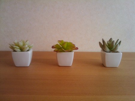 寝室の植物