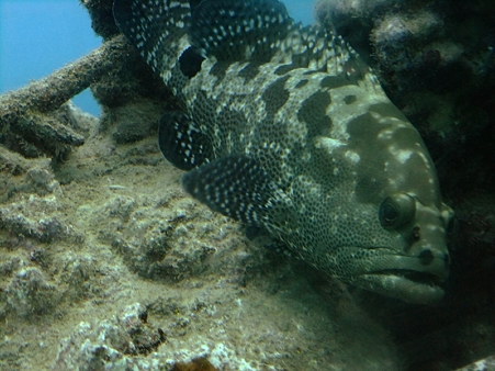 guam31
