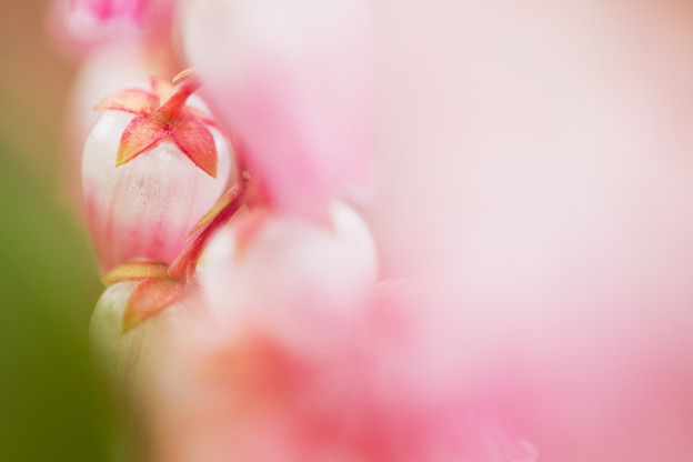 触れたくなる花