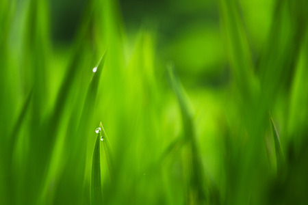 露のある朝