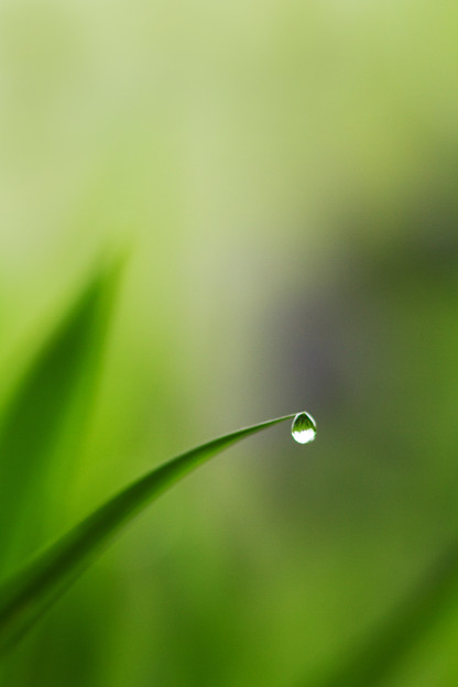 朝露の中で
