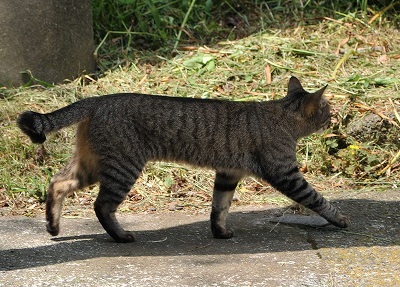 猫1