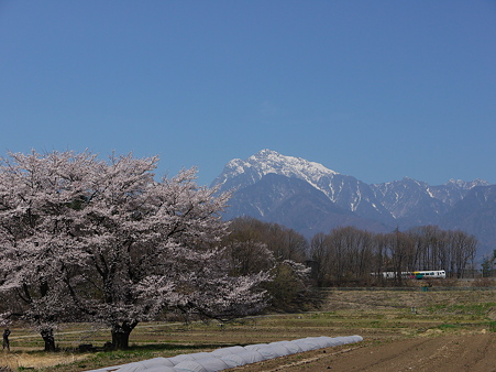 あずさ