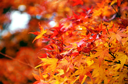 紅葉６