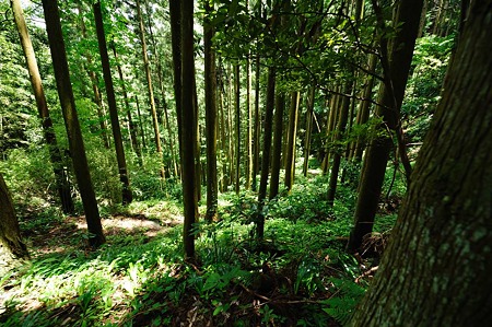 1106231233_DSC_2300