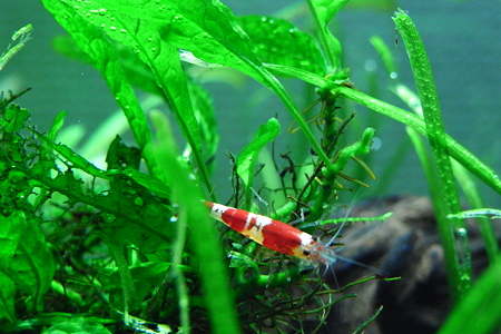 RIMG0019