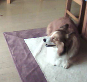 kame2