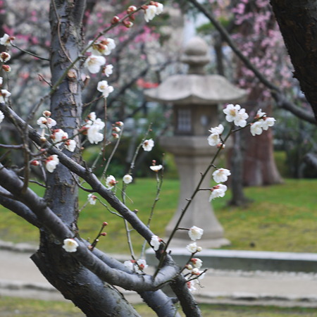 新潟白山神社の梅1