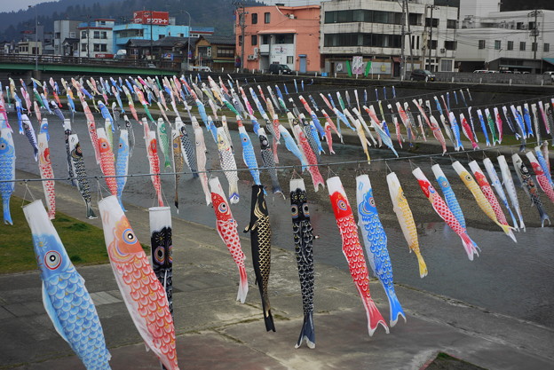 鯉のぼりの吹き流し２ 新潟県加茂市加茂川 写真共有サイト フォト蔵