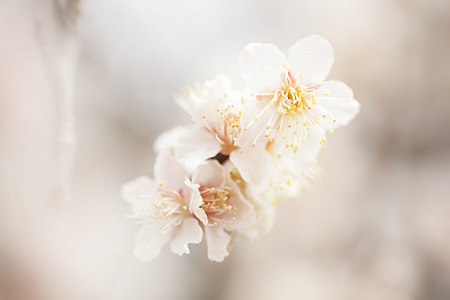 梅