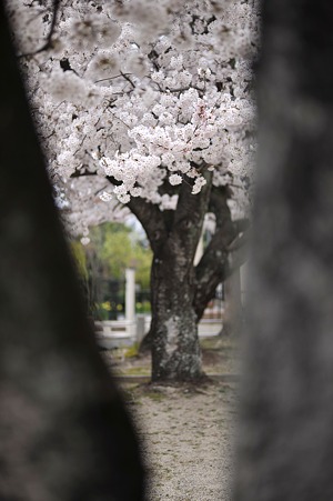 DSC_3441m