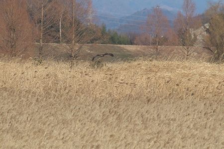 ハイイロチュウヒかな3