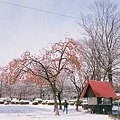 雪の中の柿の木