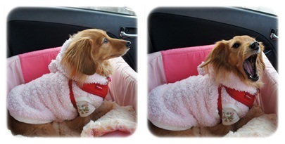 20120216 犬服講座へ