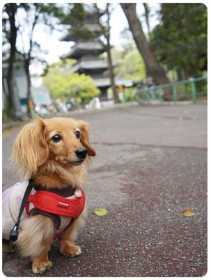 20120421 興正寺 五重塔