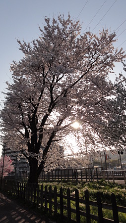 桜のフィルター