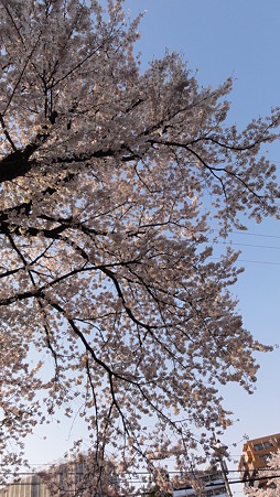 桜の扇