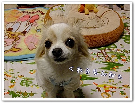 くれるよね