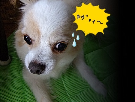 やばい