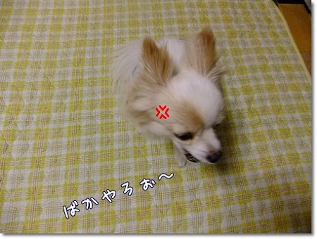 ばかやろう