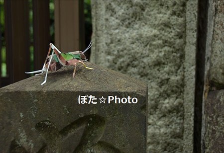 切り折り紙キリギリス