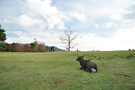 奈良公園2011秋-04