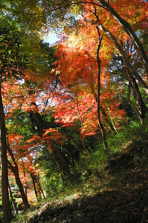 亀山公園の紅葉・2