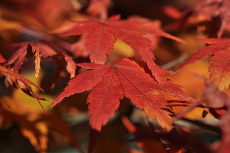 亀山公園の紅葉・15