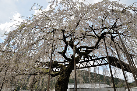 三重県大紀町天然記念物の枝垂れ桜・2