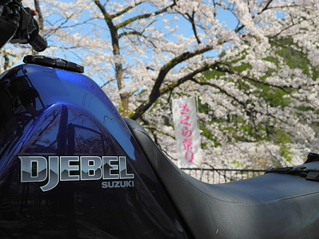 下北山村で桜ツーリング・8