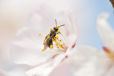 河村瑞賢公園桜1