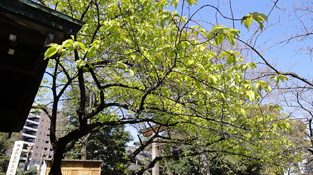 荏原神社の神木 寒緋桜は葉桜、いやもう新緑