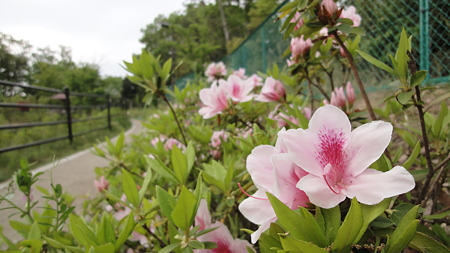 つつじ。ほのかに甘い、いいにおいがあたり一面に広がっている。