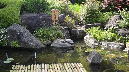 亀が親子で甲羅干しをしている。 長谷寺