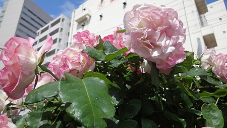 薔薇も満開。南品川