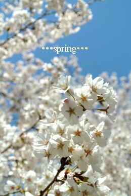 桜